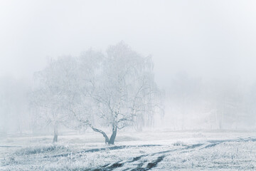 Frost-covered trees and grass in countryside at foggy sunrise.