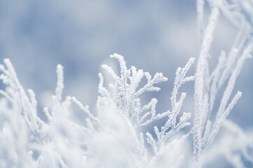 Frost-covered plants in winter forest at foggy sunrise. Macro image, shallow depth of field.