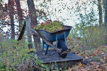 old wheelbarrow with flowers