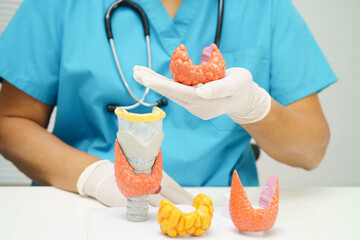 Hyperthyroidism, Overactive Thyroid, Thyroid Lymphoma, Asian doctor with thyroid gland human anatomy model in hospital.