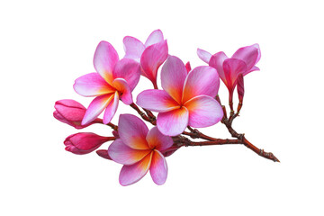 A branch with pink and orange flowers on it. The flowers are arranged in a way that they look like they are in a row, png