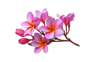 A branch with pink and orange flowers on it. The flowers are arranged in a way that they look like they are in a row, png