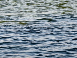 Calm Water Surface Texture with Gentle Ripples, Natural Abstract Background