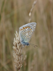 The common blue butterfly (Polyommatus icarus), male resting on a dry ear of grass © Distracted_by_Bugs