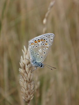The common blue butterfly (Polyommatus icarus), male resting on a dry ear of grass