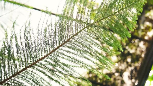 Close up of green Norfolk Island Pine needles against a bright sky and blurred foliage