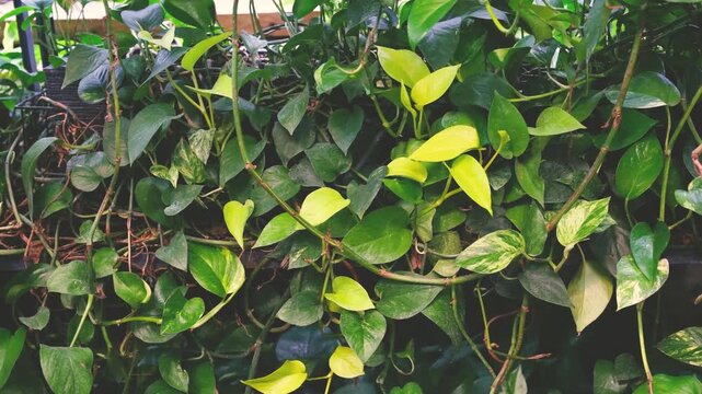 Pothos plants with green and yellow leaves growing thickly indoors.