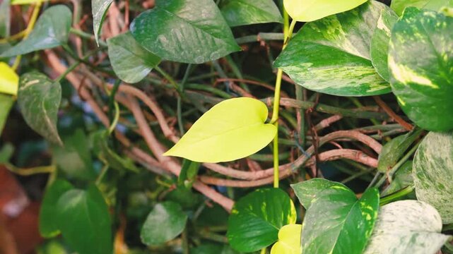 Vibrant pothos vine leaves of green and yellow with interwoven branches