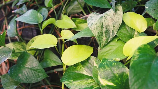 Golden pothos vines with varied green leaves grow densely against a blurred dark background.