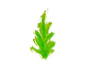 Abstract green and yellow brush strokes. Dynamic movement evokes nature. Isolated on transparent background.