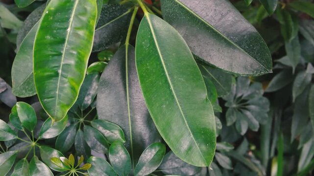 Close up of deep green Schefflera leaves with sunlight dappled textures and natural background detail.