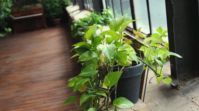 Green pothos plants growing in a pot on a wooden walkway near large windows