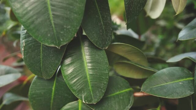 Close up of large, glossy green ficus elastica leaves with visible veins, natural texture.
