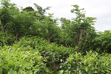Ceylon tea, tea plantation, tea leaves, green tea leaves, Sri Lanka tea, tea estate, fresh tea leaves, organic tea, natural tea, tea garden, tea fields, hill country tea, tropical plantation, tea farm