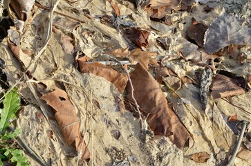 texture leaves and dried natural river waste