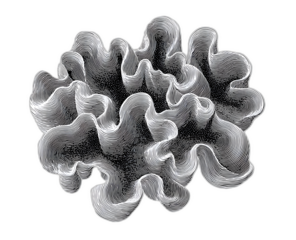 Unique Artistic Rendering of a Flower-like Form