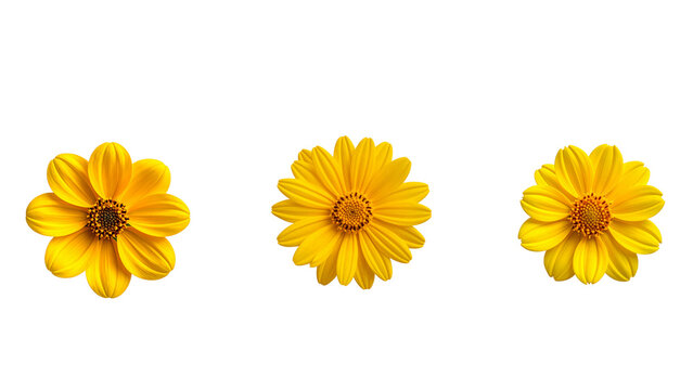 top down yellow flower, yellow flower top view, detailed flower center, petal texture detail, floral macro view, botanical flower detail, isolated yellow flower, transparent background PNG, flower top