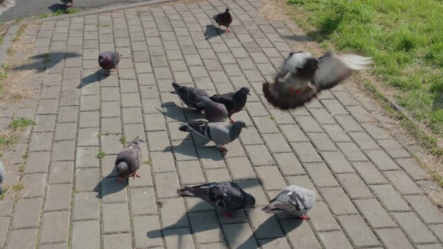 pigeons pecking on sunlit pavement near park path solitary bird foraging in opening frame, small group assembling in next, assertive pecking and squabble in middle shots, winged takeoff before final