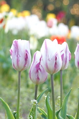 植物　花　夕方　風景