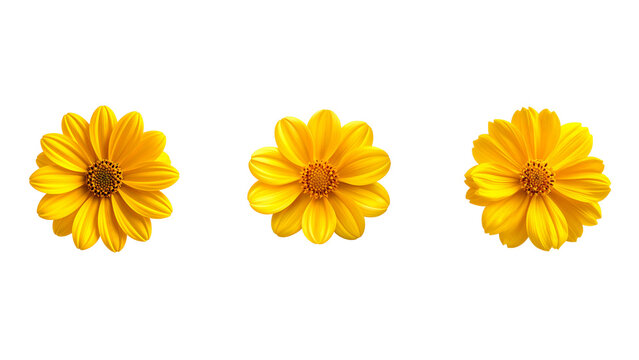 single yellow flower, yellow flower front view, vibrant yellow petals, bright yellow blossom, isolated yellow flower, transparent background PNG, yellow flower PNG, floral design element, realistic ye