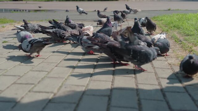 pigeons feeding on sunlit pavement lowangle closeups of crowded flock pecking crumbs on textured concrete warm sunlight sharp shadows scattered grass edge soft cooing lively park atmosphere