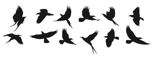 collection of bird silhouette icons illustrations of