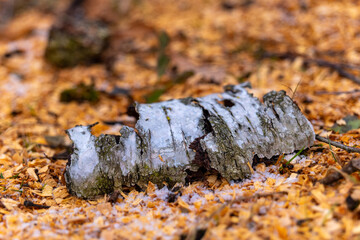 Frozen bark lies on autumn leaves in a tranquil forest, blending winter and fall's beauty in peaceful harmony