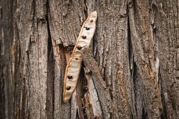 Natural harmony unfolds as seeds rest upon textured tree bark in a serene woodland setting during daylight hours