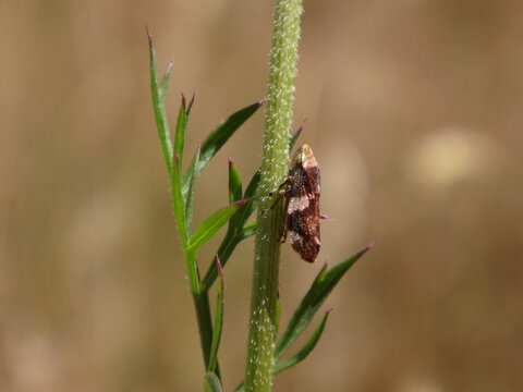 Meadow froghopper (Philaenus spumarius), also known as meadow spittlebug, perching on a herbaceous plant stem