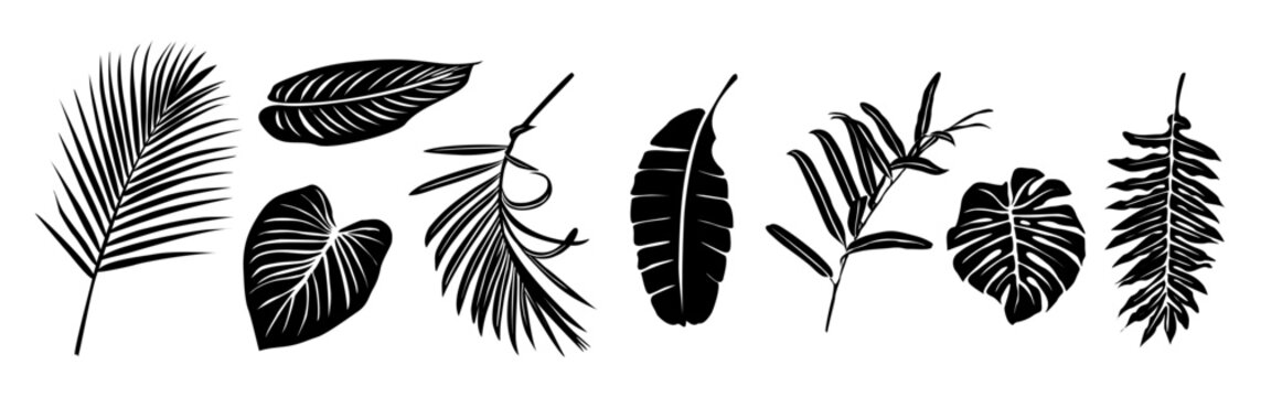 Black and white vector illustration of tropical leaves including palm, monstera, and banana in a horizontal minimalist layout with clean, bold silhouettes.