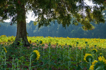Sunflowers grow in field underneath old mossy tree