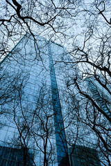 Tall urban buildinds and bare tree branches