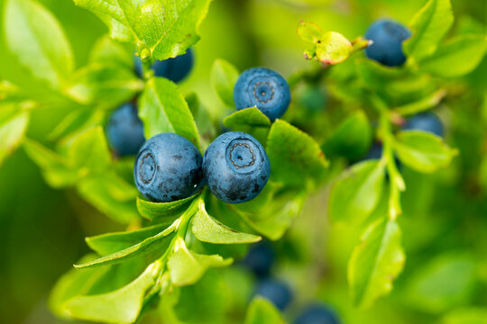 Waldheidelbeeren am Strauch