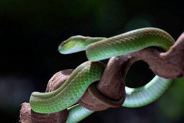a green viper snake was on the tree trunk