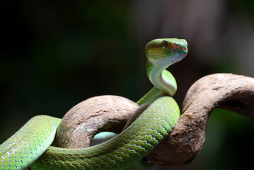 a green viper snake was on the tree trunk