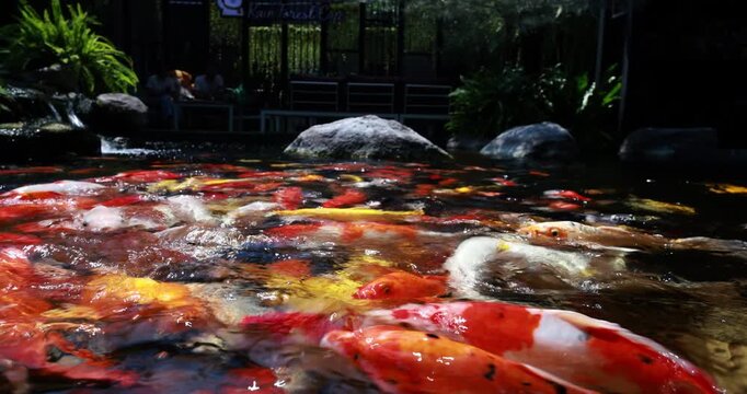 Close up group of colorful Japanese Koi fish or crap fish eat feeded food in pound decorative fish at home