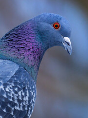 portrait of a dove on a blurred background