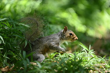 Obraz premium squirrel