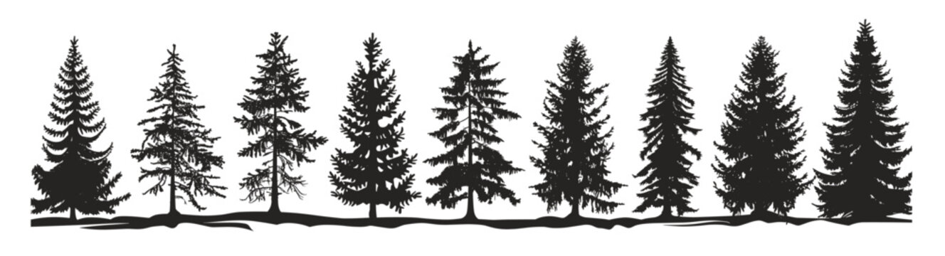 silhouettes of evergreen trees standing tall against a white