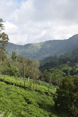 Naklejka premium High mountain peak rising above the surrounding landscape, with rocky cliffs and trees-covered slopes under a clear blue sky. Ideal for outdoor, adventure, nature, and travel concepts. mountain range