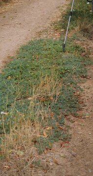 Farmer Spraying Pesticide on Lawn Field. Treatment a Road from Weeds Tribulus Terrestris. Pest Control. Person Destroys Weeds on Garden Way