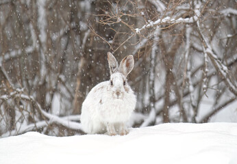 White snowshoe hare or Varying hare running in the falling snow in a Canadian winter