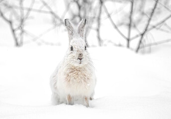 White snowshoe hare or Varying hare running in the falling snow in a Canadian winter