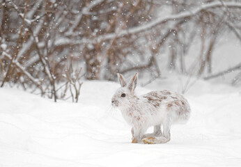 White Snowshoe hare or Varying hare with coat turning brown running in the winter snow in Canada