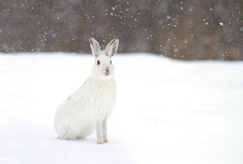 White snowshoe hare or Varying hare running in the falling snow in a Canadian winter