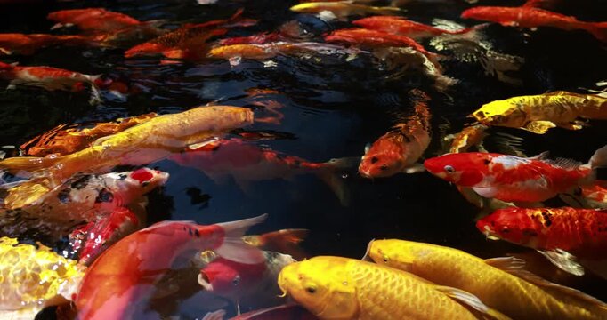 Slow motion group of colorful Japanese Koi fish or crap fish eat feed food in pound decorative fish at home