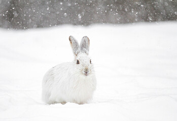 White snowshoe hare or Varying hare running in the falling snow in a Canadian winter