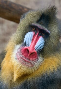 Mandrill (Mandrillus sphinx)