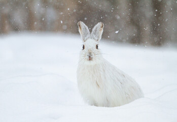 White snowshoe hare or Varying hare running in the falling snow in a Canadian winter