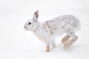Arctic Hare or Snowshoe Hare isolated on white background running in snow in Canada